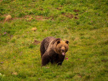 Brown bear in the arosa bear sanctuary