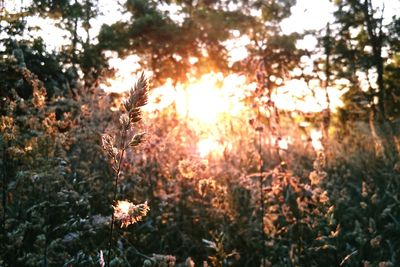 Close-up of plant at sunset