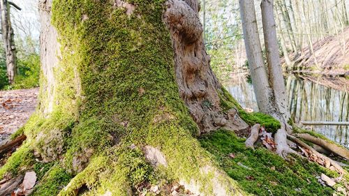 Moss growing on tree trunk in forest