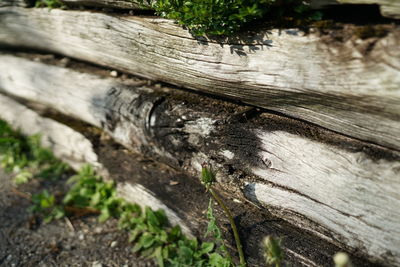 Close-up of tree trunk