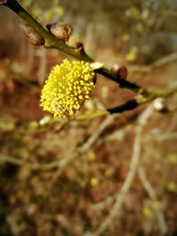 Close-up of yellow flower on plant