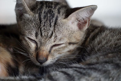 Close-up of cat sleeping