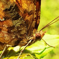 Close-up of butterfly on leaf