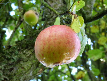 Close-up of apple on tree
