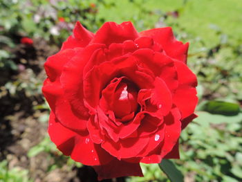 Close-up of red rose blooming outdoors