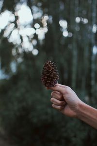 Close-up of hand holding pine cone against trees