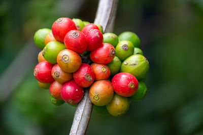 Close-up of red berries growing on tree