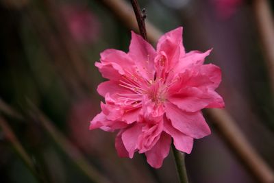 Close-up of pink flower
