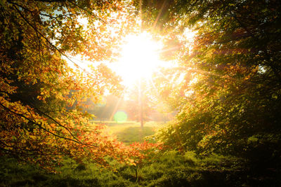 Sun shining through trees