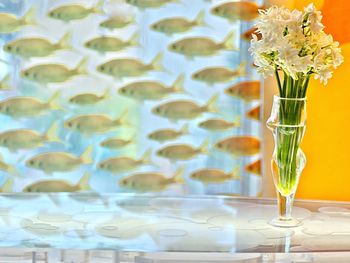 Close-up of caterpillar in water