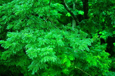 Close-up of fresh green plants in forest