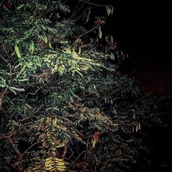 Plants at night