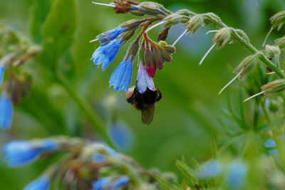 Close-up of honey bee pollinating on purple flower