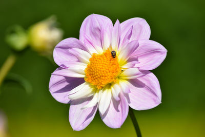 Close-up of insect on purple flower