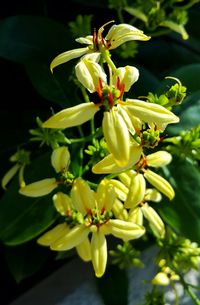 Close-up of flowers