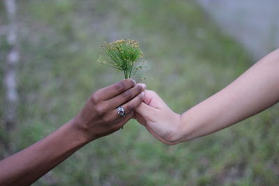 Close-up of people holding plant