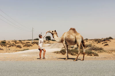 An attractive girl poses next to camels during a trip to the desert