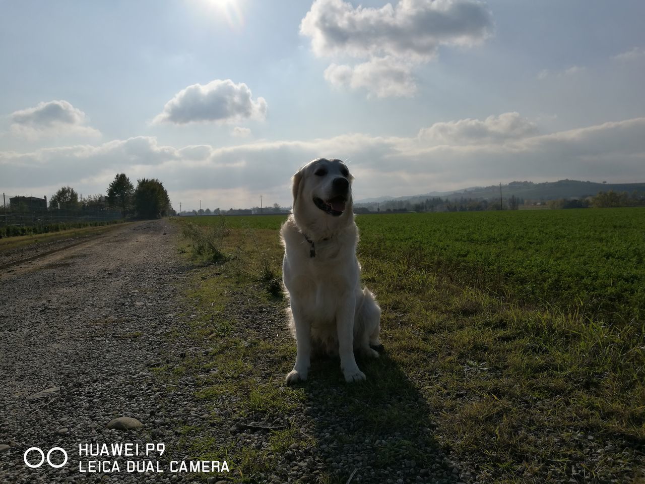 DOG ON FIELD BY ROAD AGAINST SKY