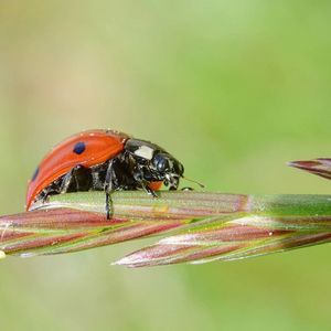 Close-up of insect on leaf