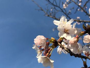 Low angle view of white flowers