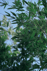 Low angle view of tree against sky