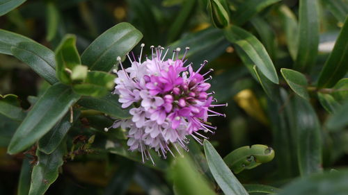 Close-up of bunch of small purple flower