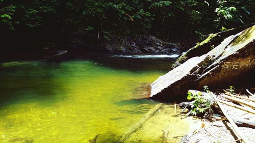 River flowing through trees