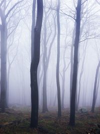 Bare trees in forest