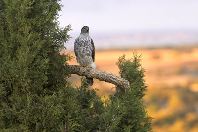 Bird perching on a tree