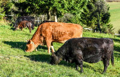 Side view of cattle grazing on grassy field