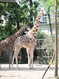 Giraffe standing in zoo