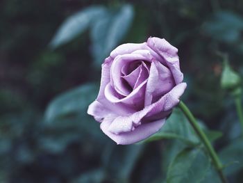 Close-up of pink rose flower