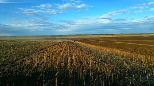 Scenic view of agricultural field against sky