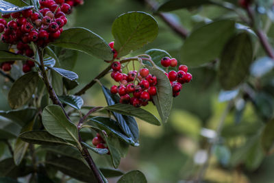 Close-up of red berries growing on tree