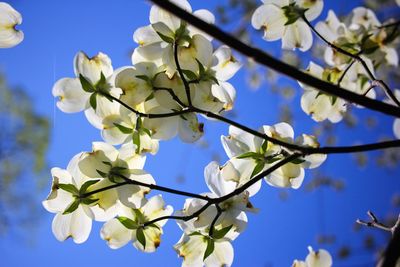 Low angle view of apple blossoms in spring