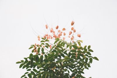 Close-up of plant against white background