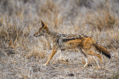 Jackal walking on land