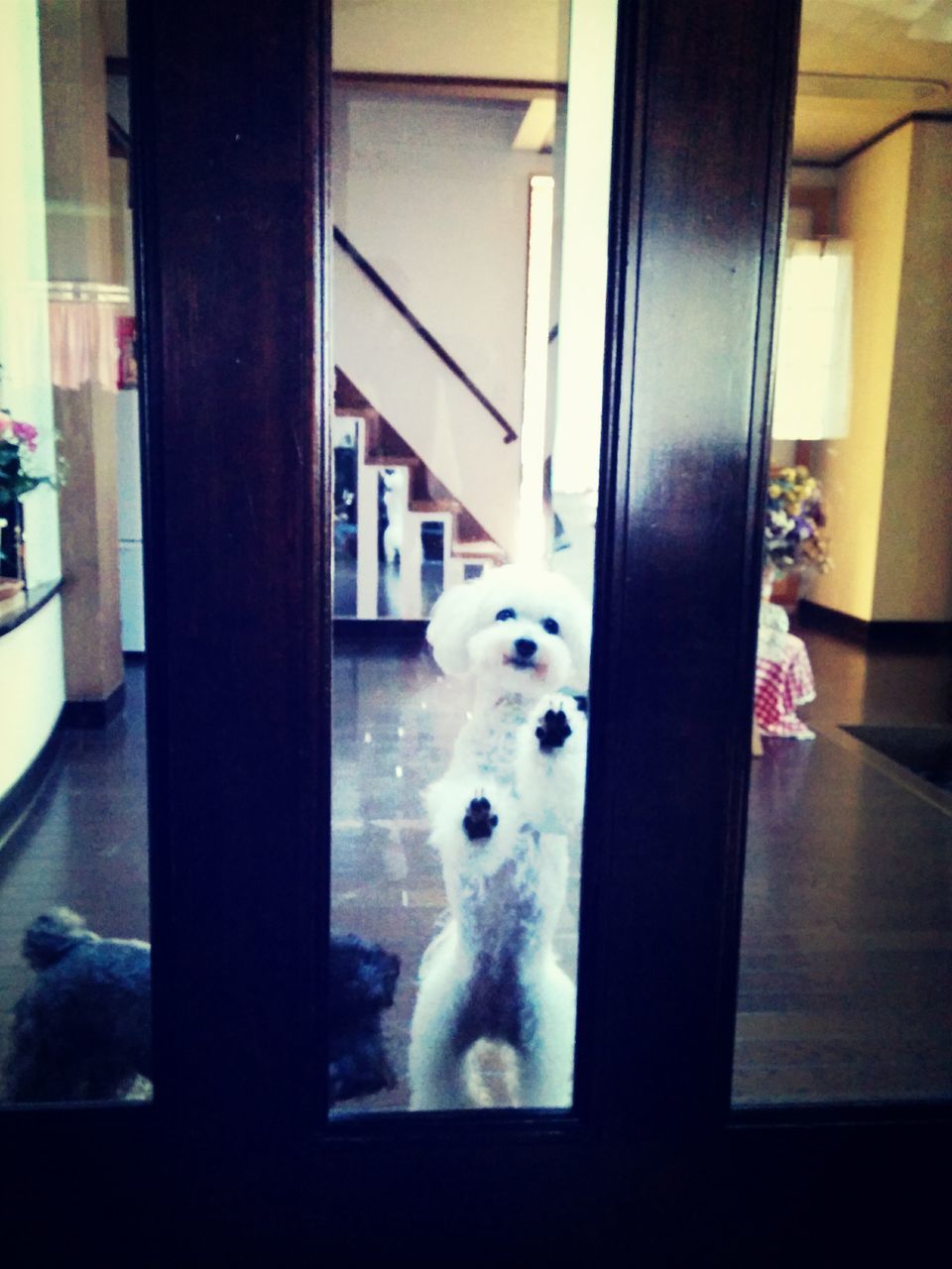 I Love My Dog BichonfriseOpen The Door!!!