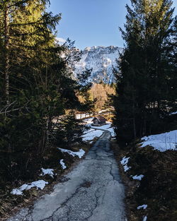 Trees on snow covered mountain against sky