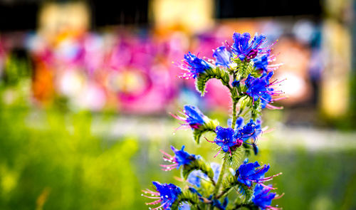 Close-up of purple flowers