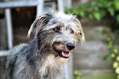 Close-up of dog looking away