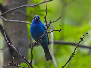 Close-up of bird perching on branch