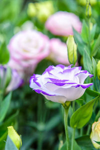 Close-up of pink rose flower