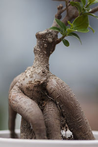 Close-up of statue against tree