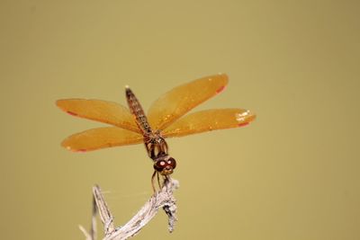 Close-up of dragonfly against yellow background