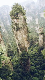 View of trees on mountain