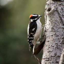 Close-up of bird perching on branch