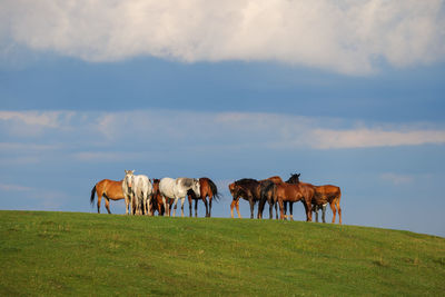 Horses grazing on field against sky