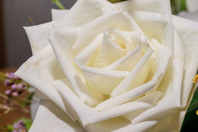 Close-up of rose bouquet