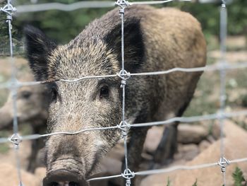 Close-up of a wild boar in ranch